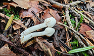 Amanita aestivalis